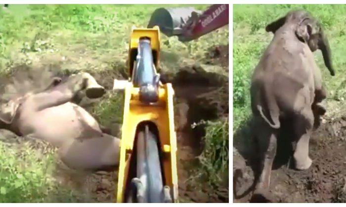 Baby Elephant Stuck Upside Down in Mud Is Freed--With Men’s and Digger’s Help