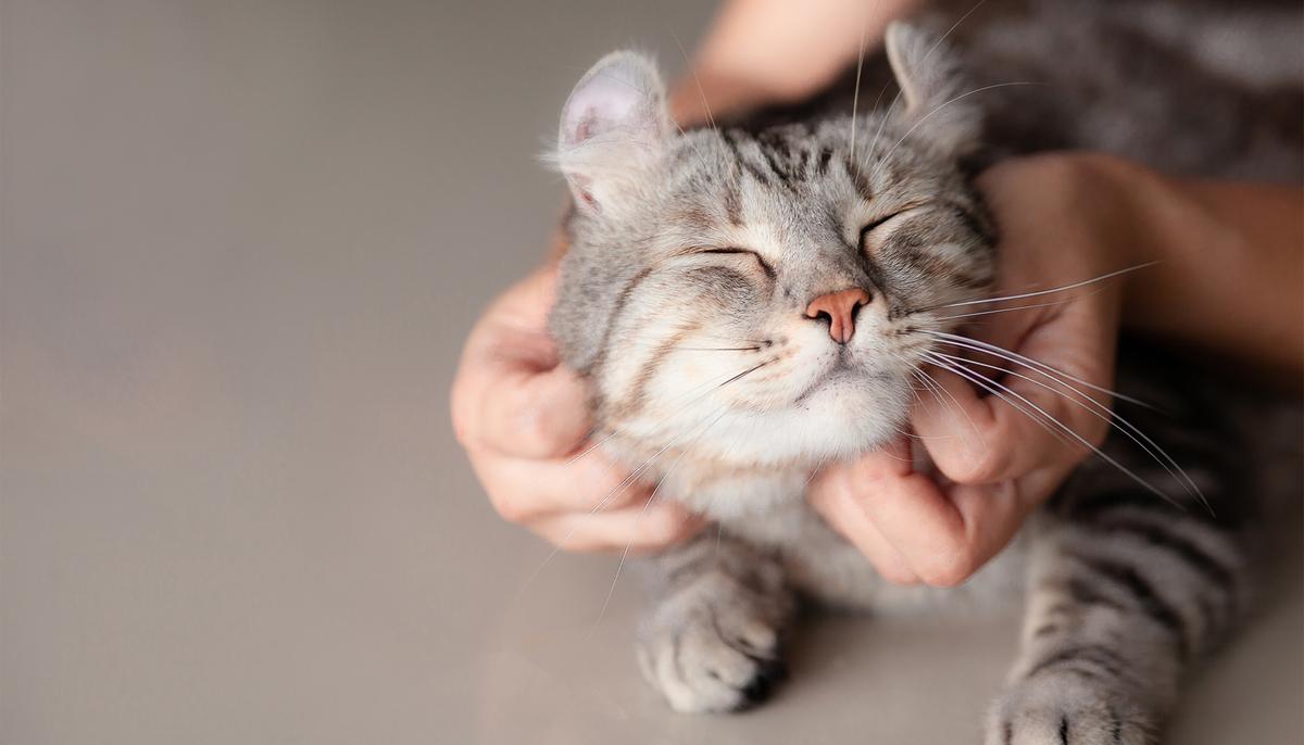 No Better Medicine Than Love: 18-Year-Old ‘Hospice Cat’ Adopted, Lives for 5 More Years