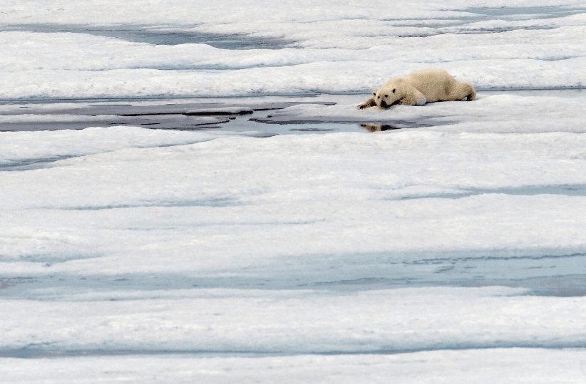 A polar bear sighting. (Andre Gallant)