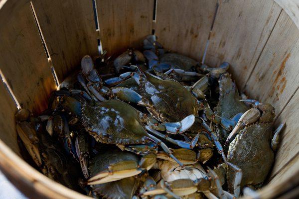 Maryland Blue Crabs rest in a basket a the Crab Claw restaurant in St. Michaels, Md. on aug. 2, 2007. (Jim Watson/AFP/Getty Images)