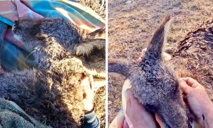 Viral Video Shows Man Fends Wild Dogs Off With a Stick to Rescue Dying Kangaroo