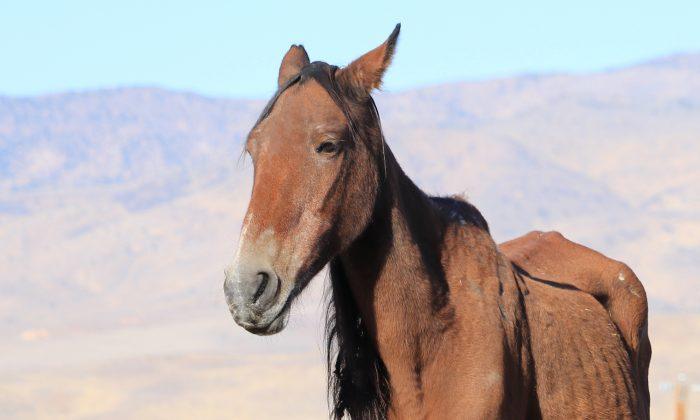 Emaciated Mare Found Near Death in Cornfield Makes Astonishing Recovery 6 Months Later