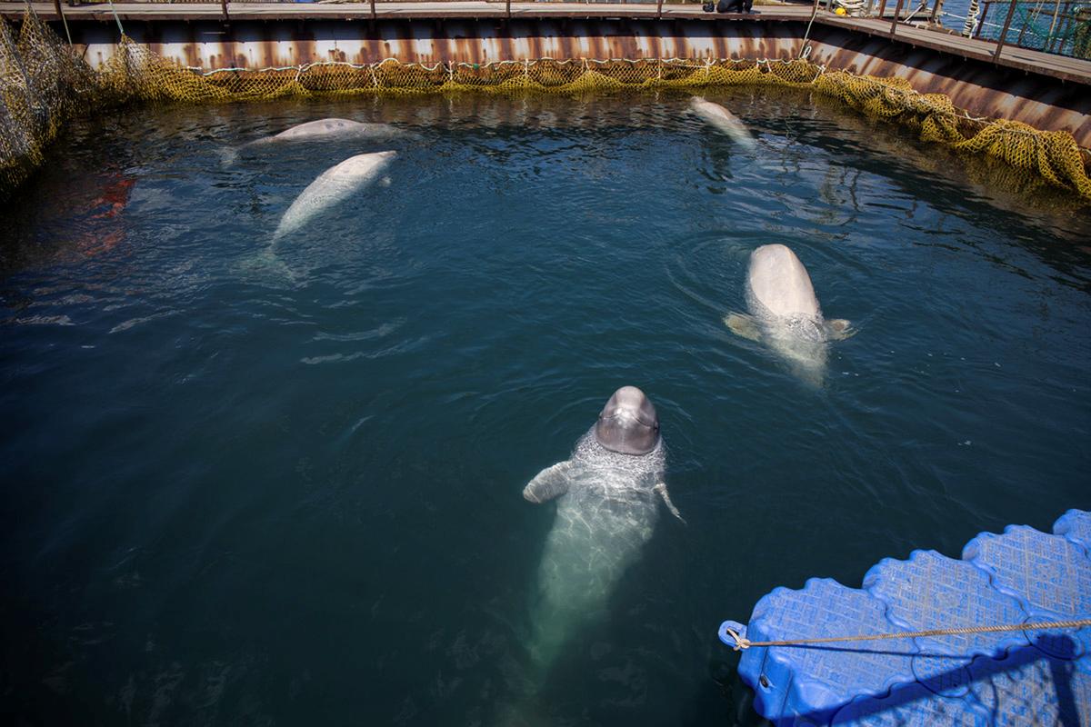 Russia Signs Agreement to Free Captive Whales After Outcry