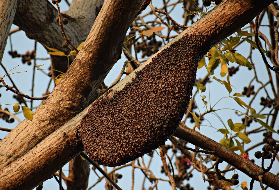 Image of a beehive on a tree. (Balouria Rajesh/Pixabay)