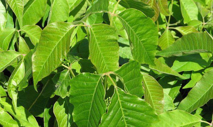 Watch: Don’t Ever Get Poison Ivy or Poison Oak Rash Again