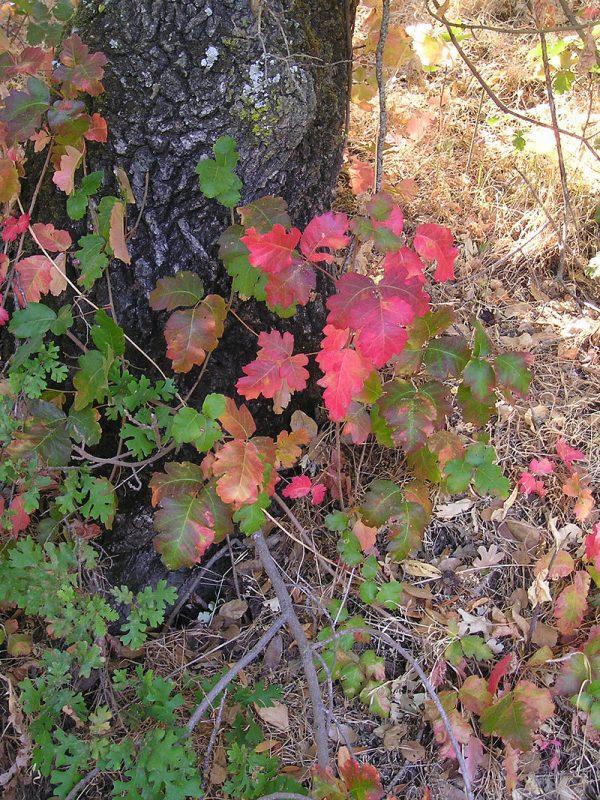 Poison oak in California (Elf / Creative Commons Attribution-Share Alike 3.0 Unported license)