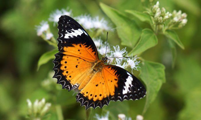 Endangered Oregon Butterfly Returns to the Wild With the Help of Women’s Prison Inmates