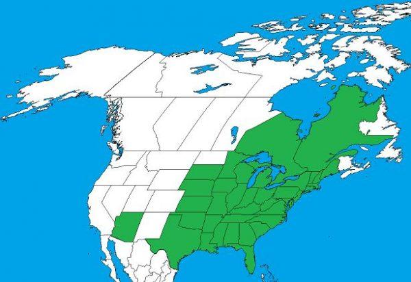 Eastern poison ivy distribution in North America (Public Domain)