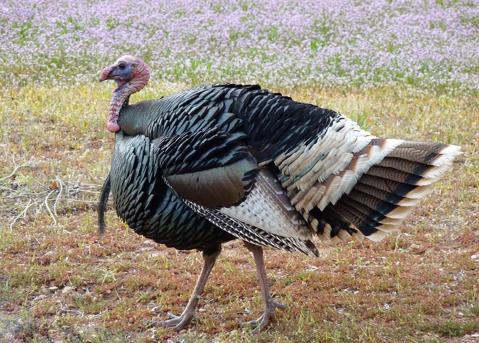 Stock image of a wild turkey. (Skeeze/Pixabay)
