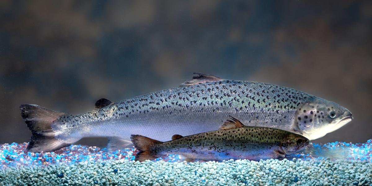 Genetically Modified Fish to Hit Store Shelves in US End of Next Year
