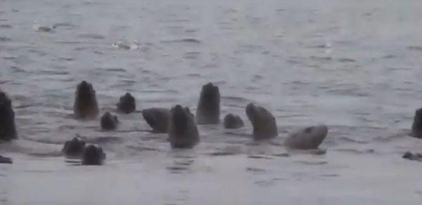 The sea lions near Alaska (National Park Service)