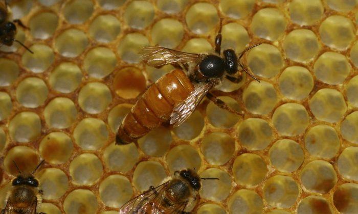 Doctors Probe Woman’s Eye to Find ‘Sweat Bees’ Feeding on Her Tears