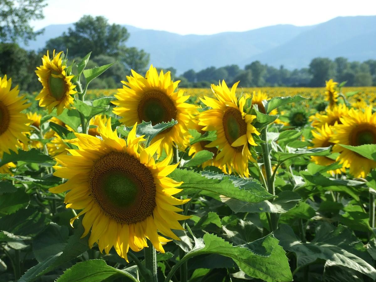 (Illustration - <a href="https://pixabay.com/photos/sunflowers-happiness-serenity-sunny-114350/">99pixel</a>/Pixabay)