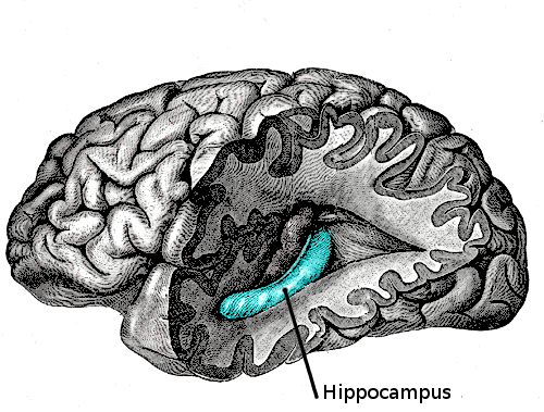 An image of the brain with the hippocampus marked in blue. A recent study found that nerves in the hippocampus of baby rats were affected by its mother's consumption of cannabis during pregnancy. (Public Domain)