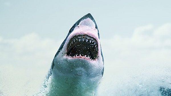Image of an attacking shark. (Three Shots/Pixabay)