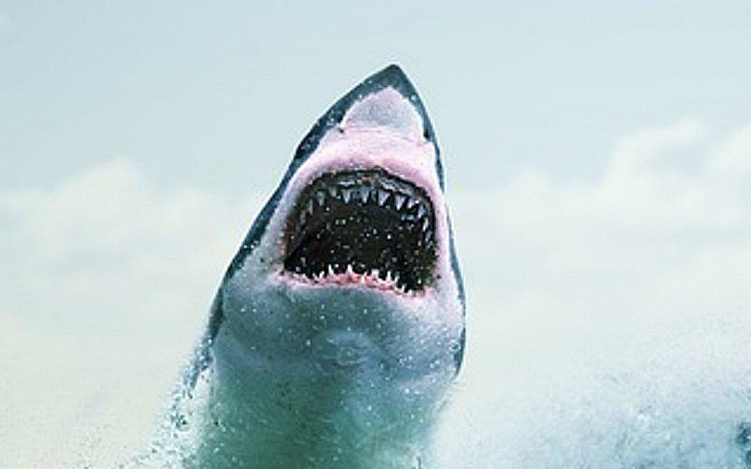 Diver Captures Massive White Shark Charging at Him