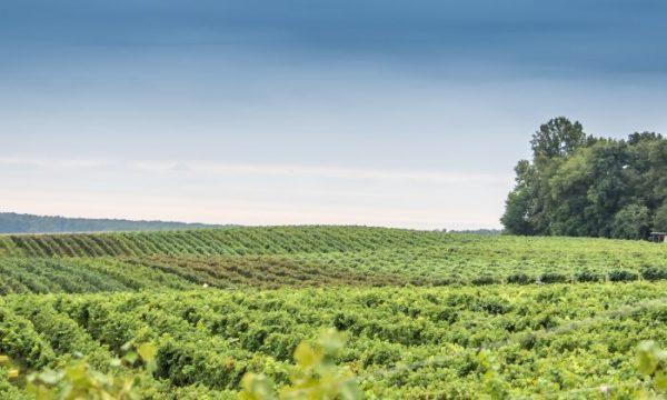Horton Vineyards in Central Virginia. (Megan Coppage)
