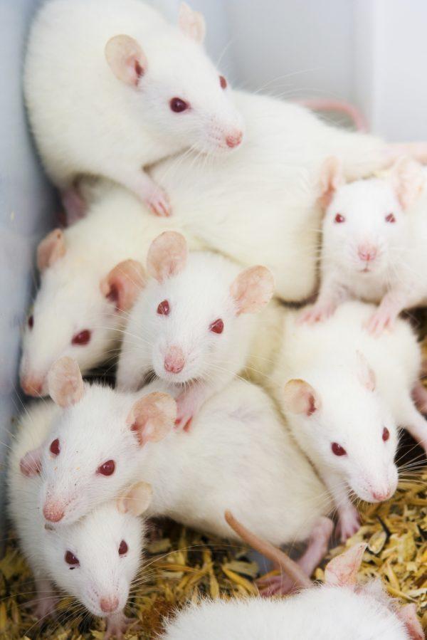 White rats in the lab ready for experiments. A recent study found that exposing pregnant rats to synthetic cannabis affected the brains of their offspring. (NiDerLander/iStock)