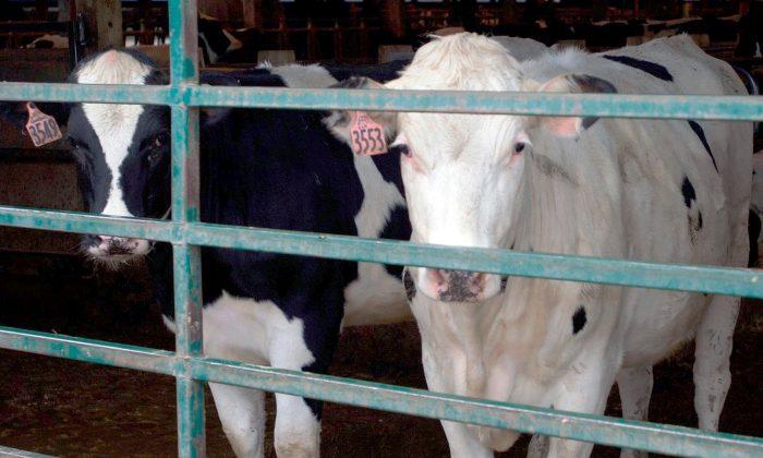 Dairy Safety Net Program Expected in June