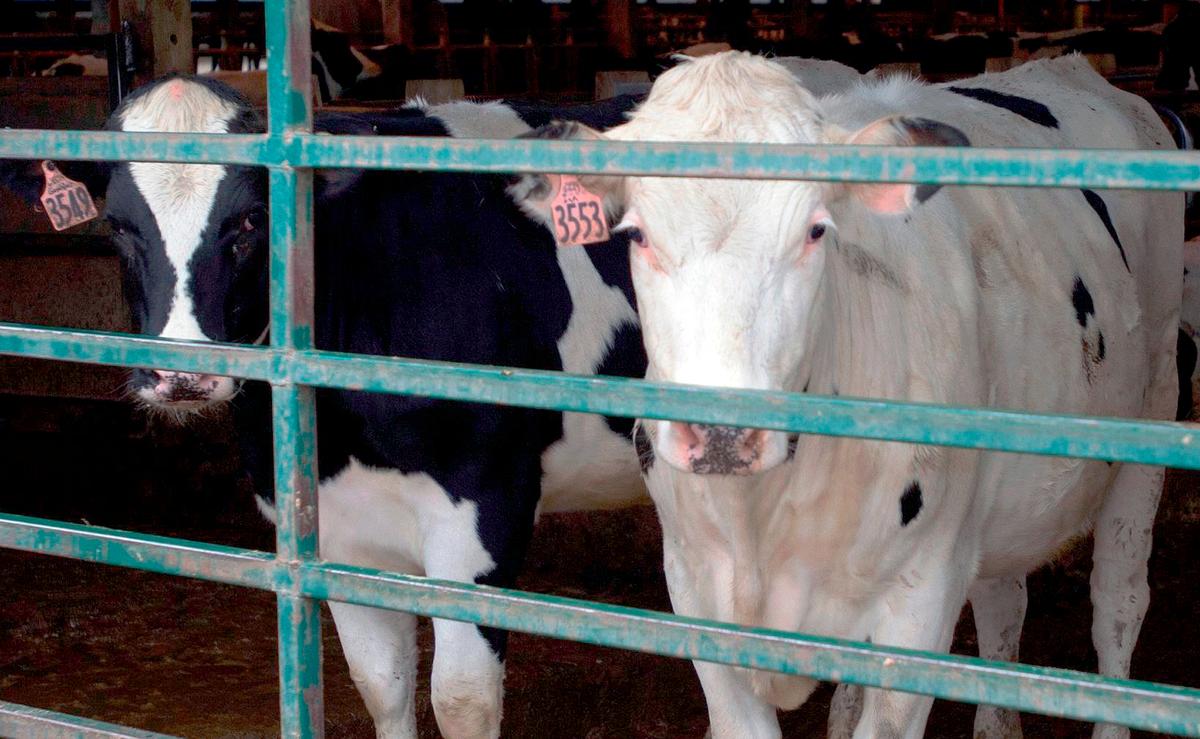 Unlabeled Ingredients in Meat Raise Questions