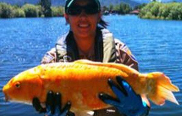 A goldfish found in a waterway (USGS)
