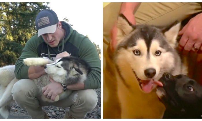Man Saves Cute Husky but Has to Give It Away After Bonding