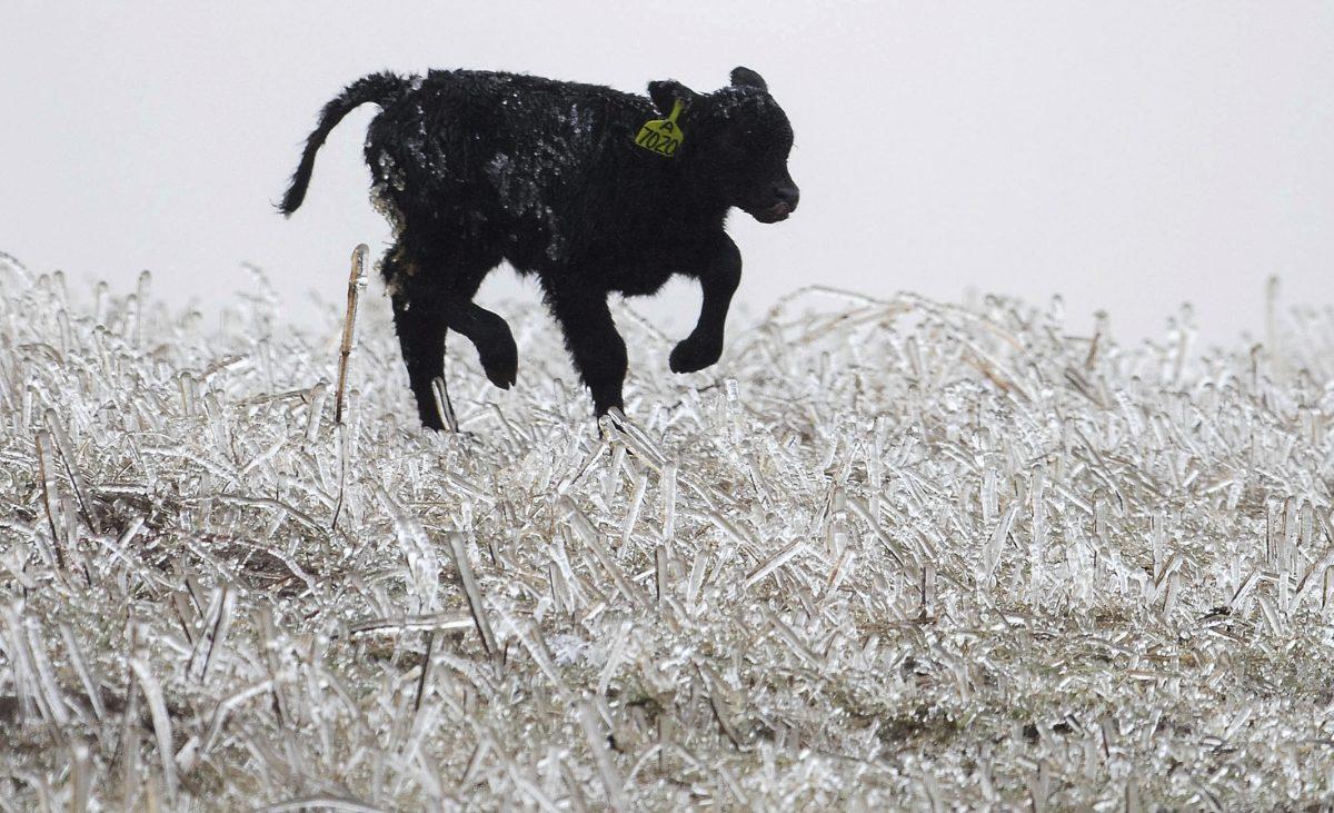 A calf runs through an ice field on a ranch outside of Kilgore, Neb., on April 10, 2019. (Chris Machian/Omaha World-Herald via AP)