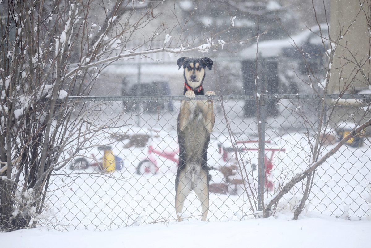 A dog is seen peeking over a chain link fence along Parsley Boulevard during a blizzard warning hitting southeast Wyoming and the Colorado Front Range in Cheyenne, Wyo., on April 10, 2019. (Jacob Byk/The Wyoming Tribune Eagle via AP)