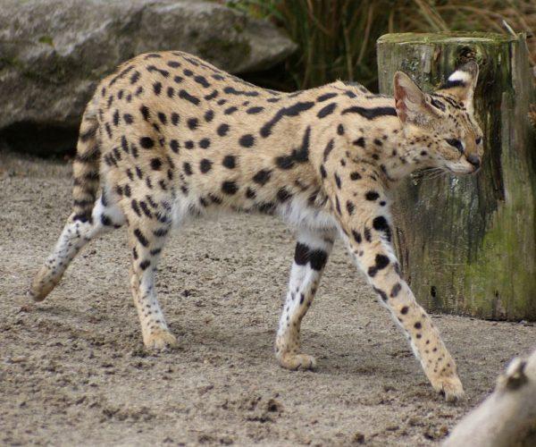 A serval at the New Zealand Zoo (111 Emergency / Creative Commons Attribution 2.0 Generic license.)