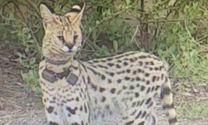 ‘Exotic’ Large Cat Is on the Loose in Virginia Beach, Say Officails