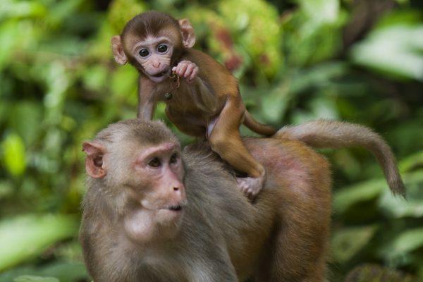 A rhesus monkey carries her baby on her back at the Hlawga National Park, in Mingaladon. (Ye Aung Thu/AFP/Getty Images)