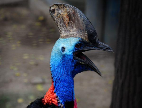 A cassowary that is native to Australia and New Guinea rainforests at the Beijing Zoo, on July 20, 2012. (Mark Ralston/AFP/GettyImages)