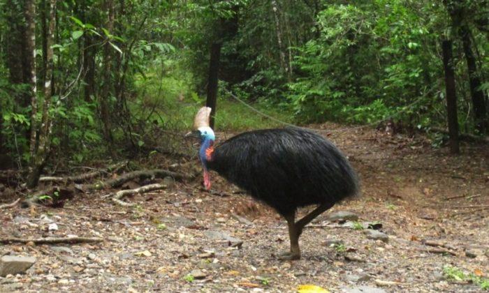 Razor-clawed Cassowary That Killed Florida Man Is Put to Auction