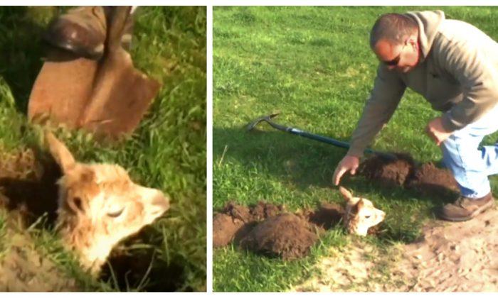 Baby Alpaca Is Super Chill After Stuck in a Hole for a Day, Doesn’t Want to Leave as His Owner Tries to Dig Him Out