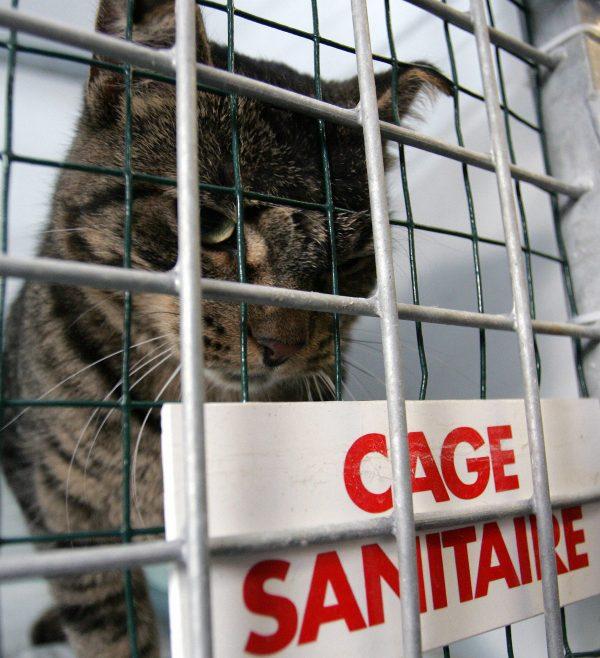 Picture taken 28 October 2005 shows Emily, a cat that traveled for 30 days all the way from America in a container without food or water, in a cage in Velaine en Haye, eastern France. (Photo credit should read JEAN-CHRISTOPHE VERHAEGEN/AFP/Getty Images)