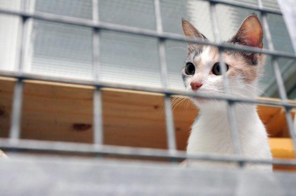 A cat looks out of her cage at the animal shelter. (MARKUS LEODOLTER/AFP/Getty Images)