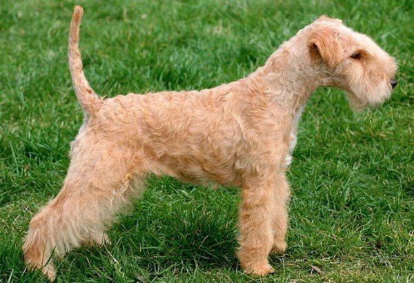 A Lakeland terrier. (David Burton/FLICKR/Creative Commons: https://creativecommons.org/licenses/by-sa/2.0/)