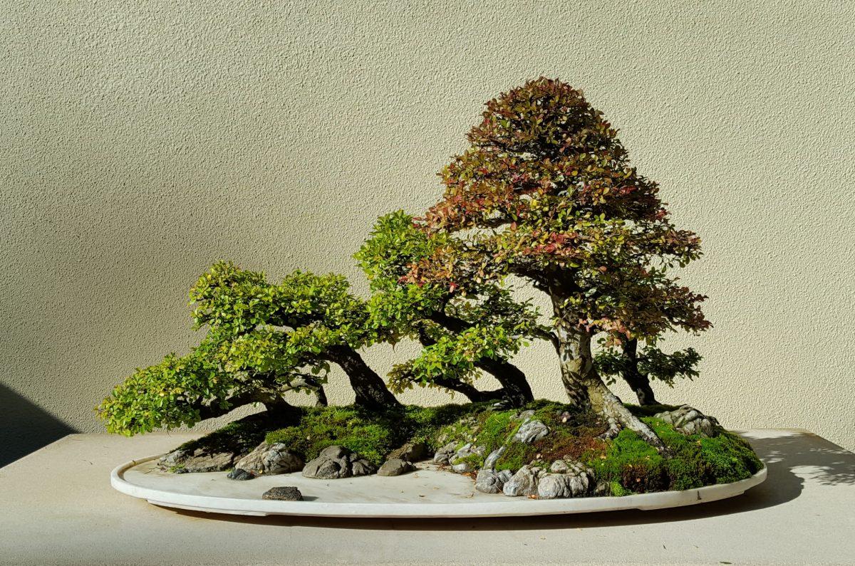 Chinese Elm (Ulmus parvifolia) “penjing” created in the early 1980s by Qingquan Zhao. (Courtesy of Pacific Bonsai Museum)