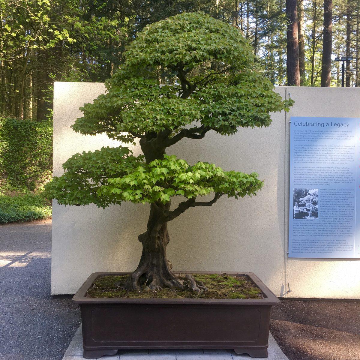 “Domoto Maple, Summer” (Trident Maple, Acer buergerianum), in training as a bonsai since at least 1913. Artist: Toichi Domoto. (Courtesy of Pacific Bonsai Museum)