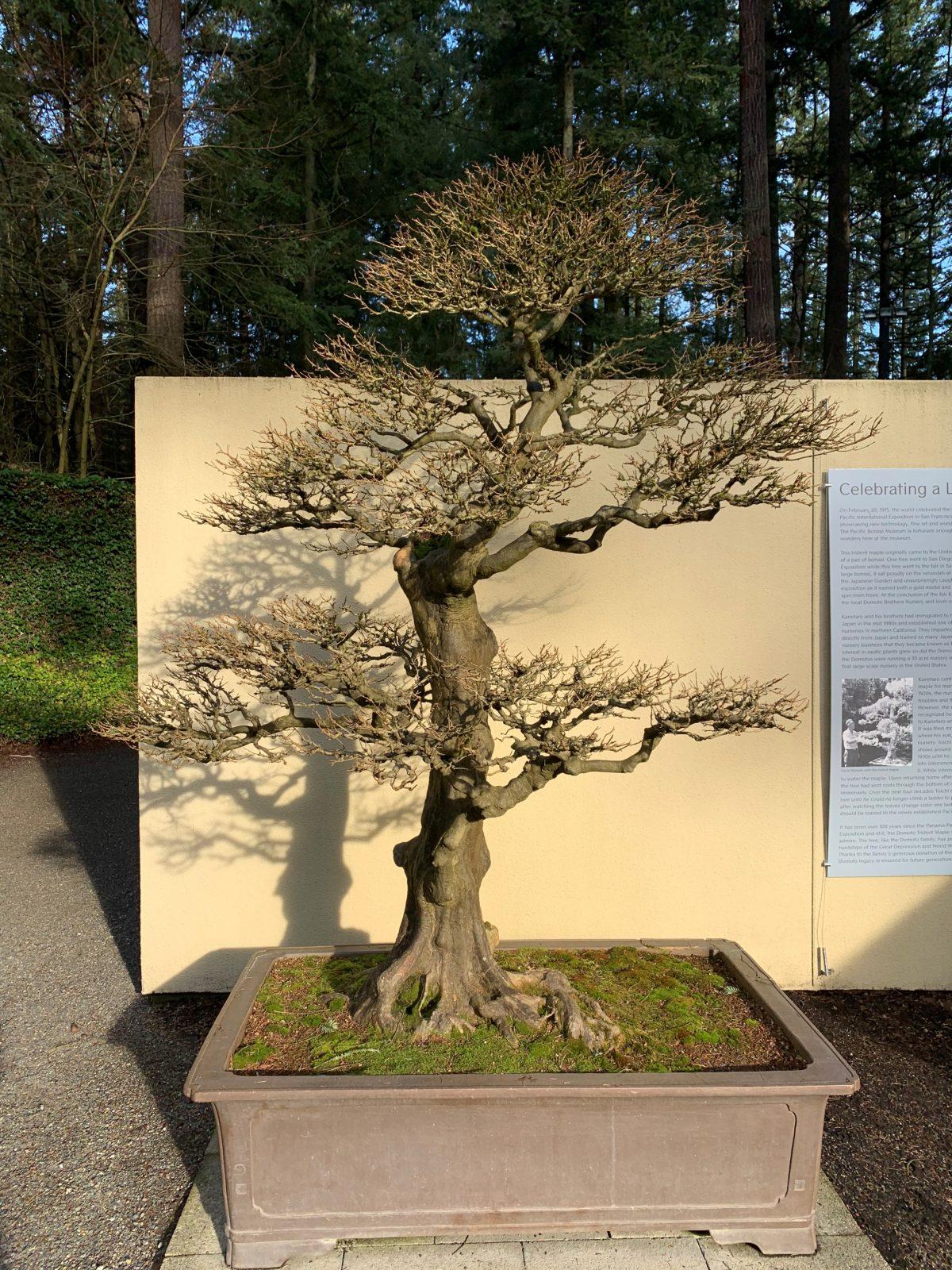“Domoto Maple, Winter” (Trident Maple, Acer buergerianum), in training as a bonsai since at least 1913. Artist: Toichi Domoto. (Courtesy of Pacific Bonsai Museum)