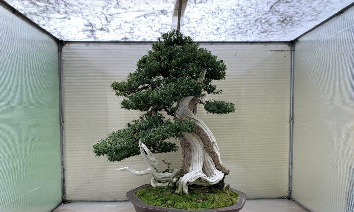 Enliven Your Spirit at the Pacific Bonsai Museum