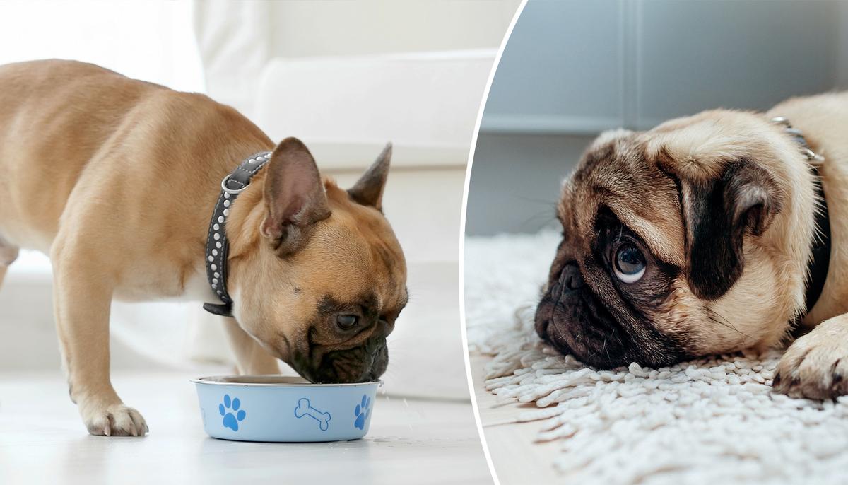 Animal Behavior Study Discovers Your Dog May Be Lying to You!