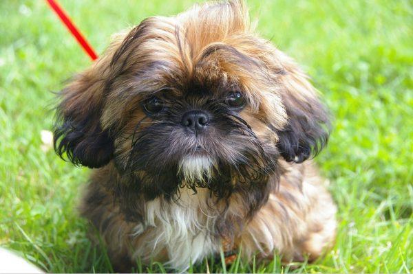 File photo of a Shih Tzu. The suspect is accused of killing a similar dog with an ax. (Pixabay)