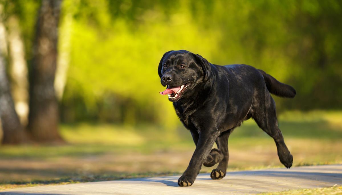 A black Labrador (Illustration - Shutterstock)