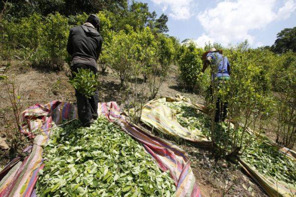 Workers harvest coca leaves in Puerto Bello, in the southern Colombian state of Putumayo, March 3, 2017. (AP Photo/Fernando Vergara, File)