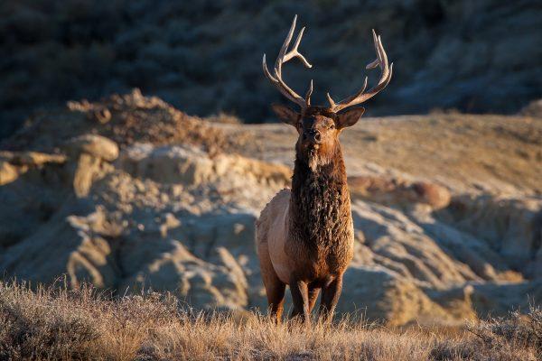 A bull elk or wapiti (Pixabay)