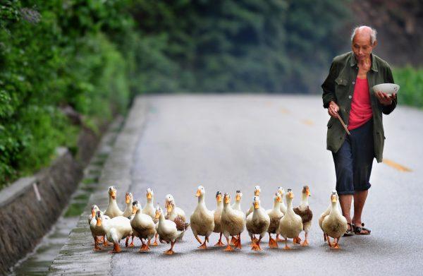 A farmer eats his lunch while following his flock of ducks along a country road. (FREDERIC J. BROWN/AFP/Getty Images)