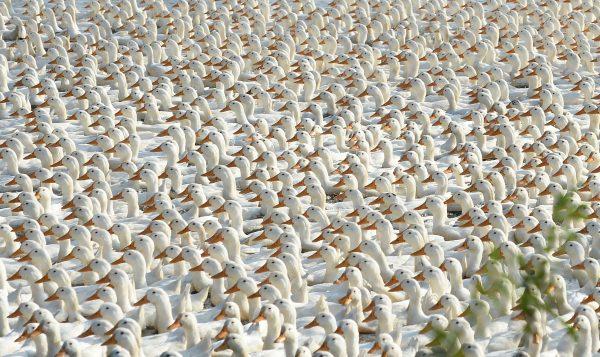 A flock of ducks on a canal. (HOANG DINH NAM/AFP/Getty Images)