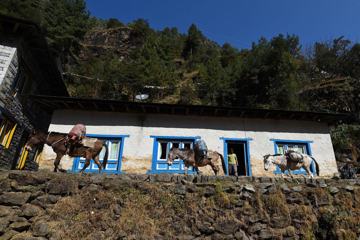 Mules carry goods towards Lukla at Shurke Village in Solukhumbu District, some 140 km northeast of Kathmandu. (©Getty Images | <a href="https://www.gettyimages.com/photos/mules-carry-goods-towards-lukla-at-shurke-village-in-solukhumbu-district?agreements=ed:6344&family=editorial&phrase=Mules%20carry%20goods%20towards%20Lukla%20at%20Shurke%20Village%20in%20Solukhumbu%20District&recency=anydate&sort=best&page=1&suppressfamilycorrection=true#license">PRAKASH MATHEMA</a>)