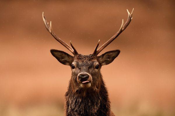 A red deer grazes following the end of the rutting season in Glen Etive, Scotland, on Nov. 12, 2014. (Photo by Jeff J Mitchell/Getty Images)